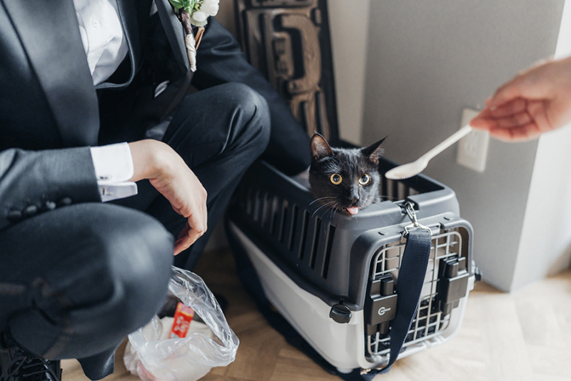 ねこちゃんもソロショット