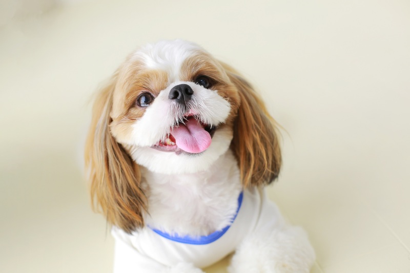 わんちゃんも主役です！ペットのソロカットも撮影可能