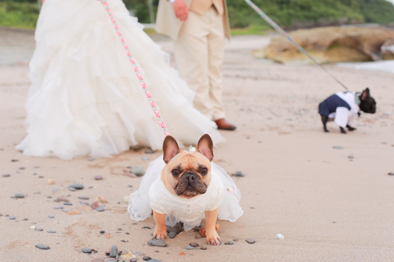 フォトスタジオプリンセス鹿児島_ペットと一緒に撮影できる