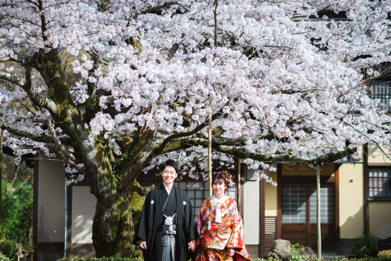 満開の桜と