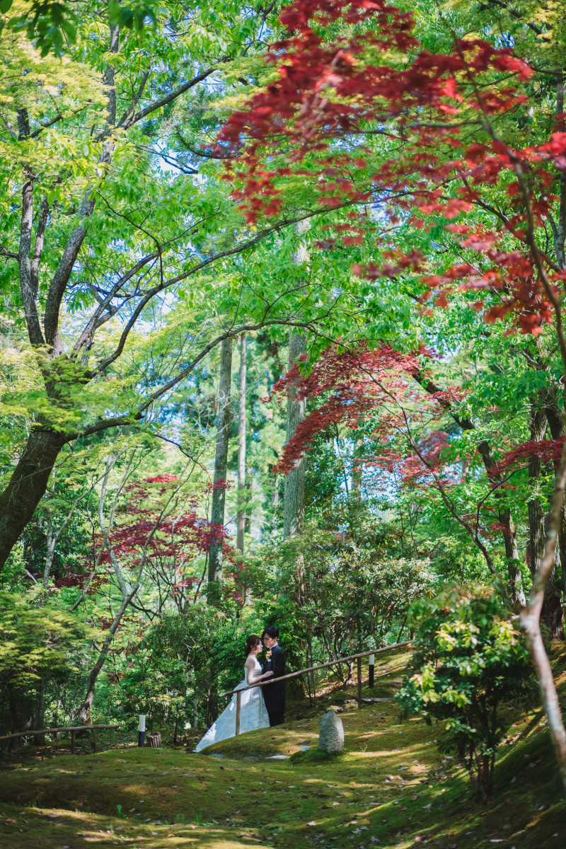 赤紅葉