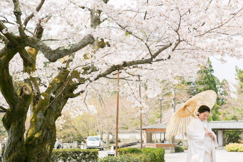 OIZAKURA～老桜～