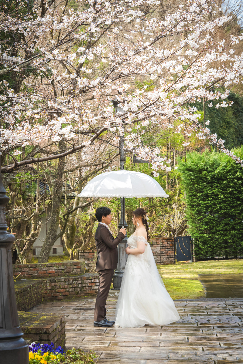 雨上がりの桜の木の下で