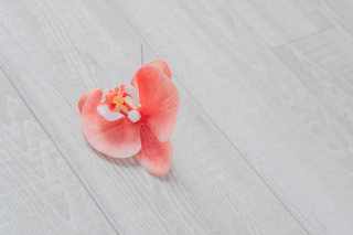 赤　　胡蝶蘭髪飾り