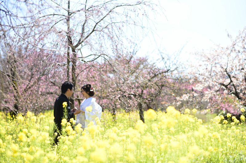 菜の花と