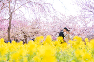 桜と菜の花に囲まれて！和洋装ロケーション撮影