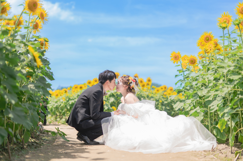 ひまわり畑の隙間で