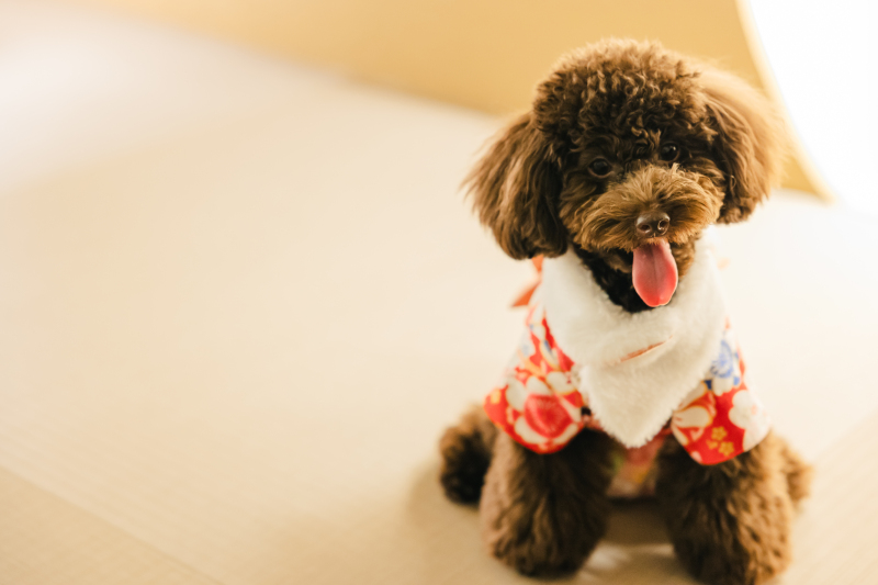 FLARE横浜元町本店_ペットと一緒に撮影できる