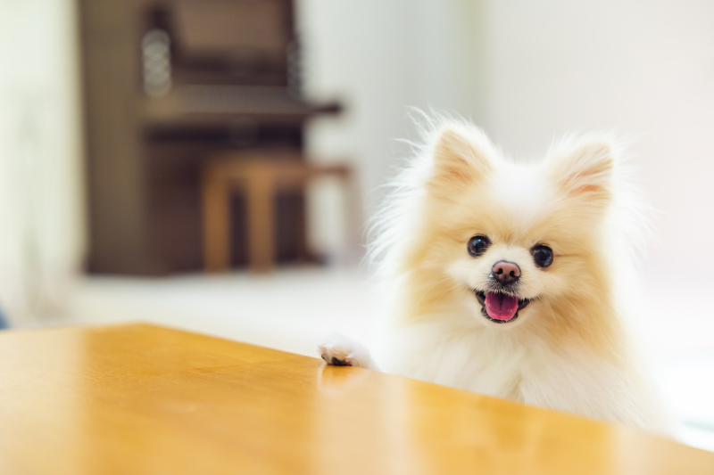 色々なペットの撮影が可能です♪一度ご相談ください！