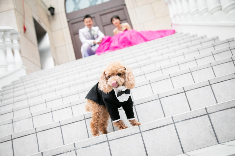 屋外での撮影では愛犬ちゃんも元気いっぱい！