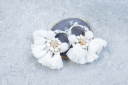 アクセサリー
