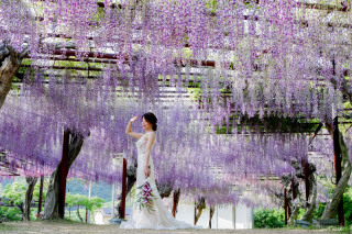 スタジオゼロ神戸店_藤の花<洋装>