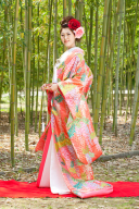 ココリコ藤の花　A0006