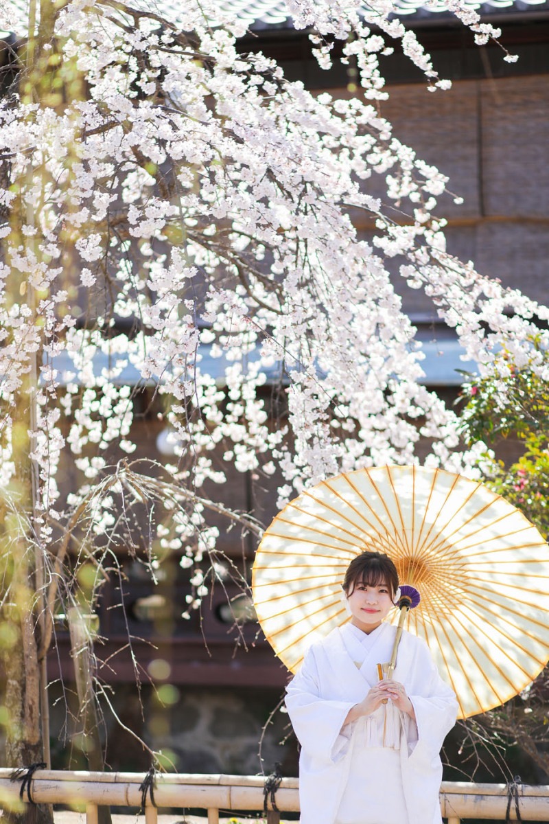 新婦さまと桜