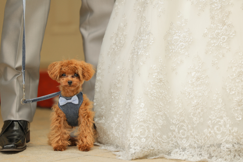 仙台ゆりが丘マリアージュアンヴィラ_ペットと一緒に撮影できる