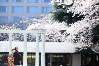 その時一番の条件で撮った満開のシーン。