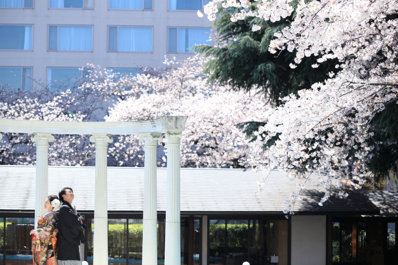 その時一番の条件で撮った満開のシーン。