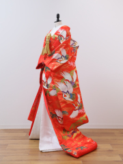 IU13513/朱赤鶴松