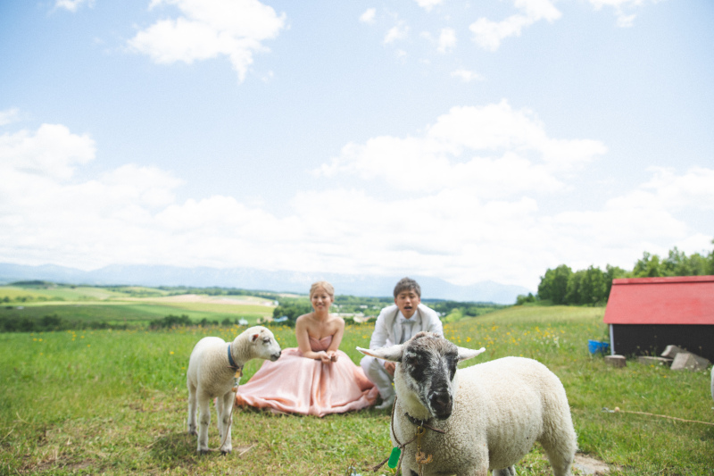 羊さんピントに