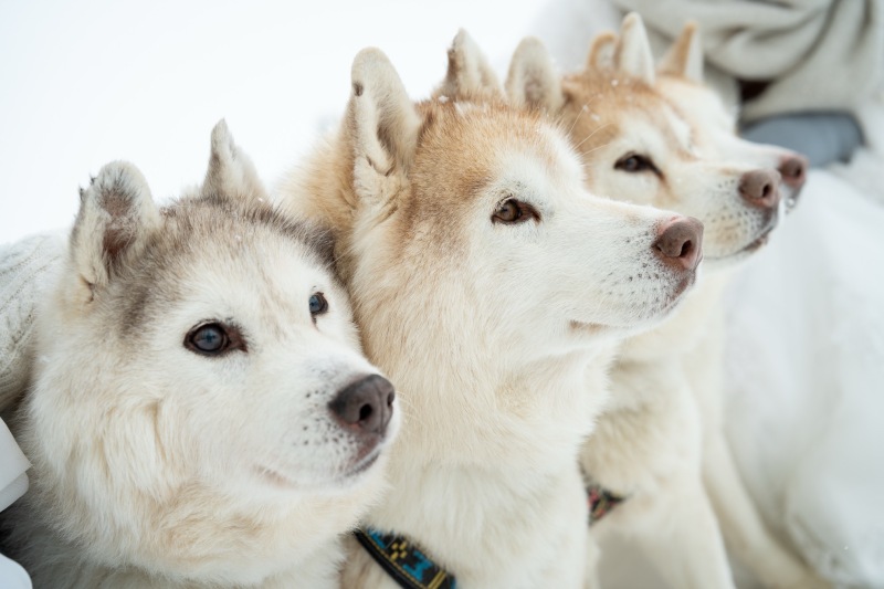 冬美瑛の名物【動物ロケーション】