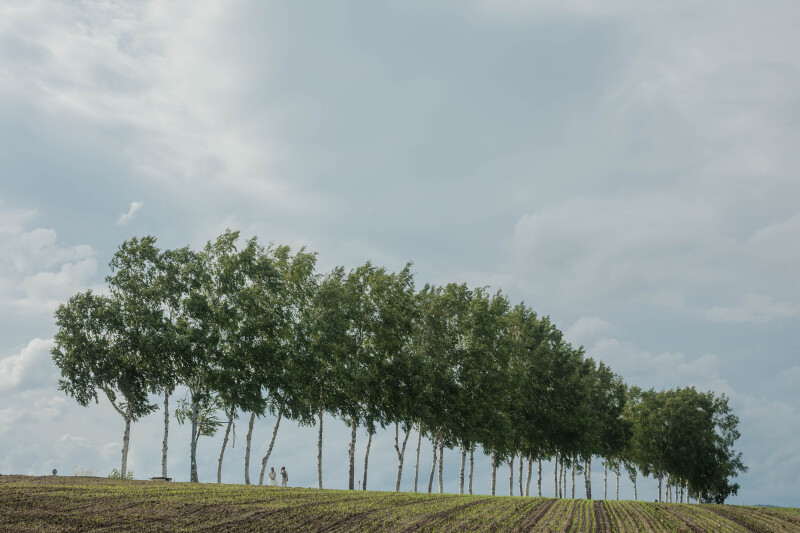 パッチワークの丘に並ぶ白樺の木々