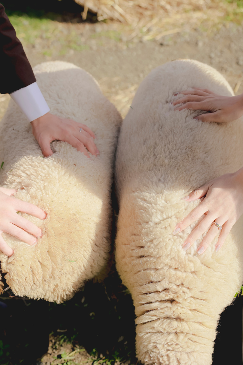 羊をもふもふ