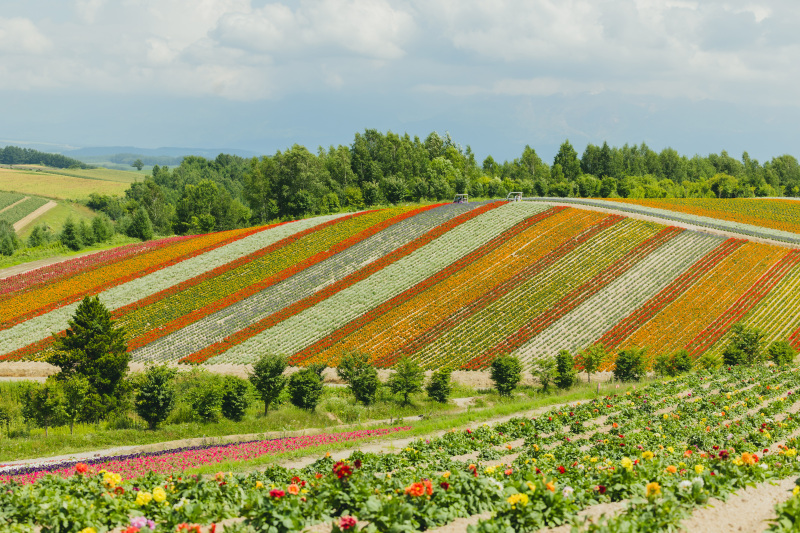 まずは四季彩の丘へ
