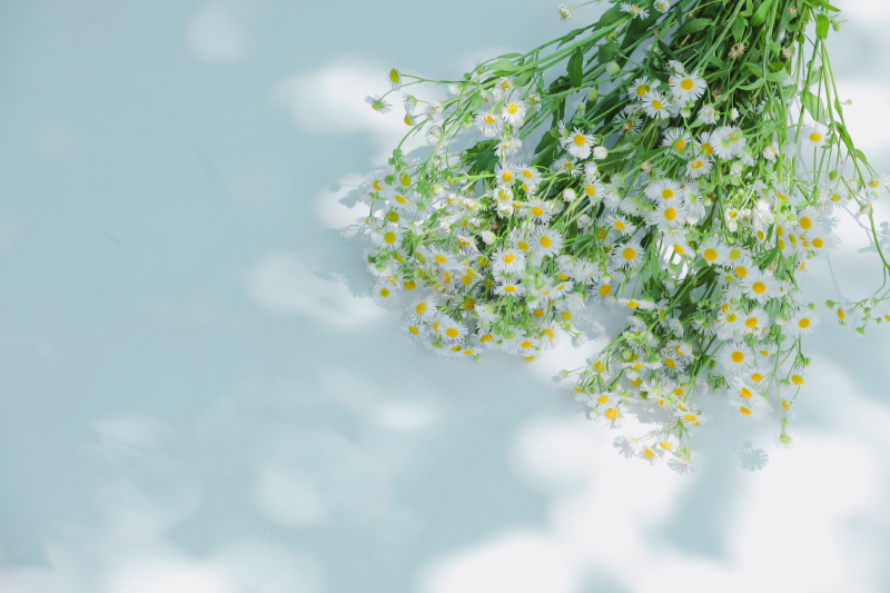 ガーデンのハルジオンをブーケに