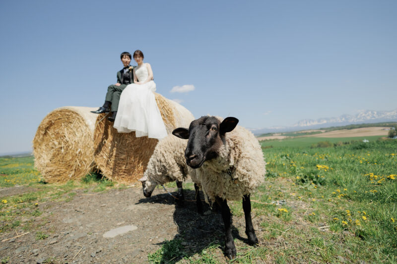動物とウェディングフォト
