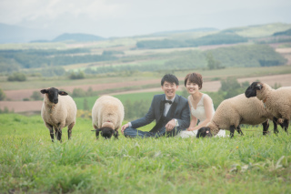 ひつじ達と残す、北海道ならではのウェディングフォト！