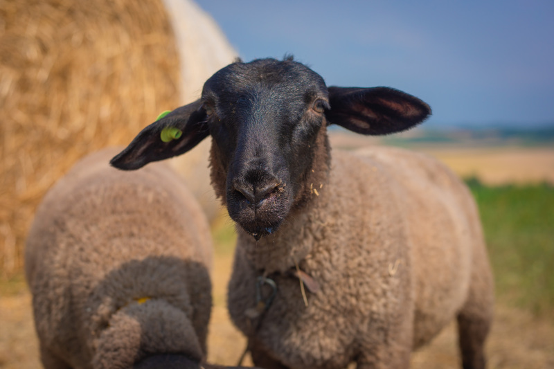 動物たちと仲良くなれるかな？！
