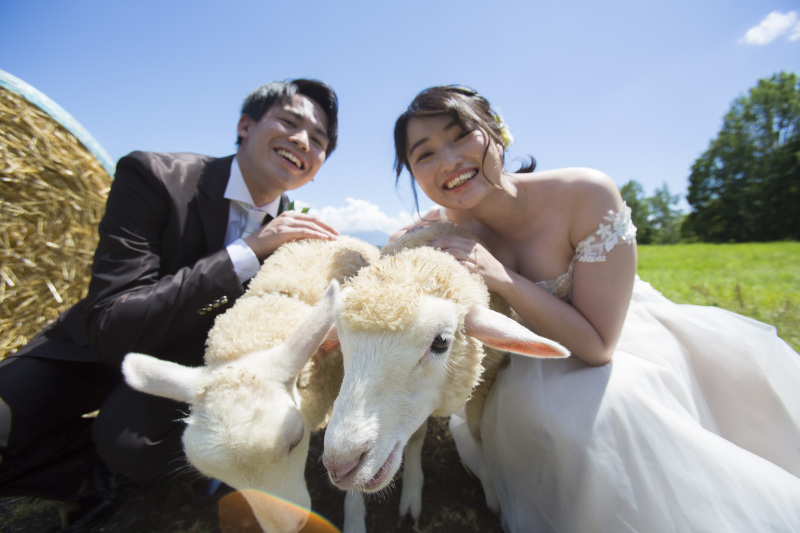 美瑛羊と牧草ロール、色彩の丘ではカートを運転の体験いっぱいフォトウェディング