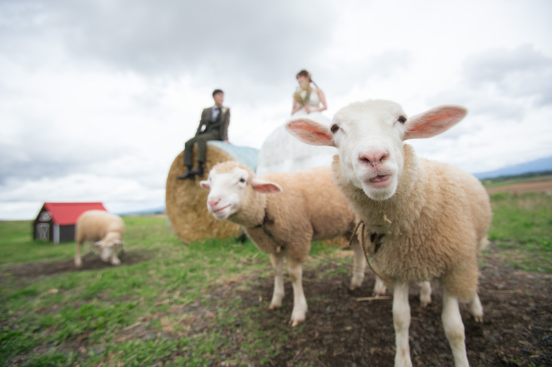 牧草ロールに座る