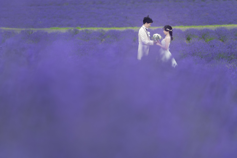 富良野ラベンダー畑