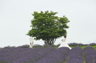 富良野日の出公園ラベンダー＆鳥沼公園カラードレスフォトウェディング