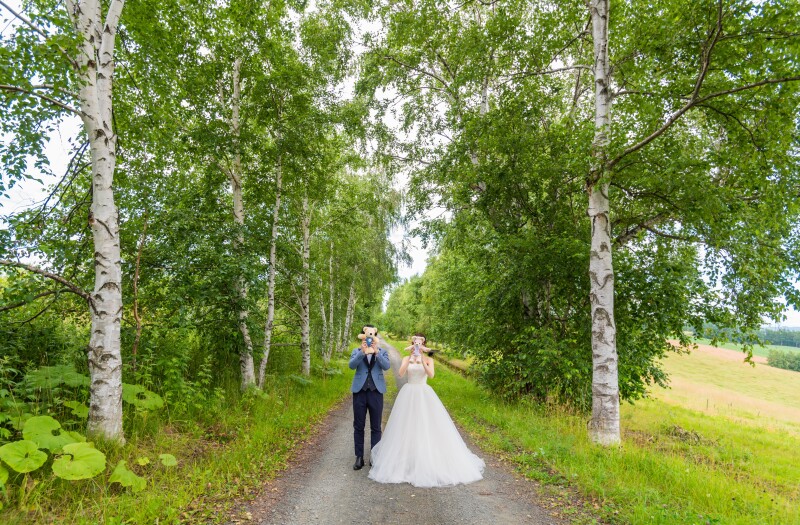 北海道らしい白樺