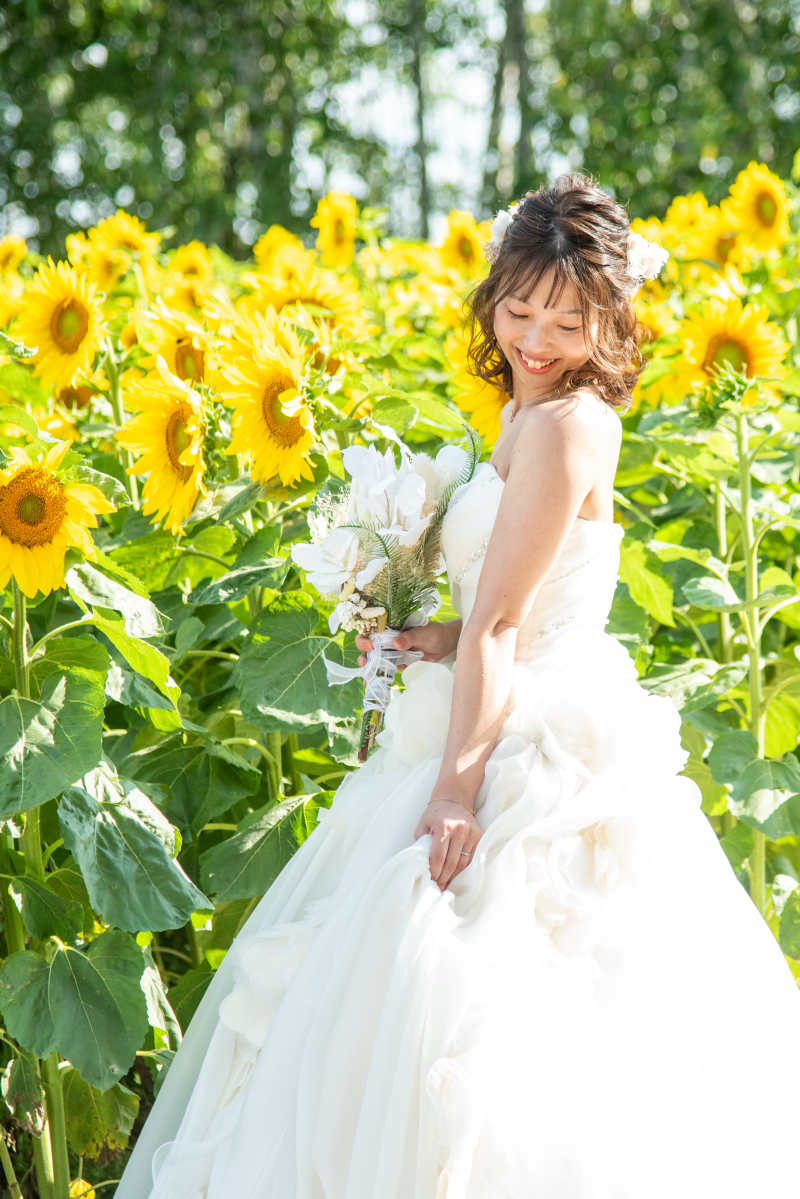 四季彩の丘で咲くひまわり