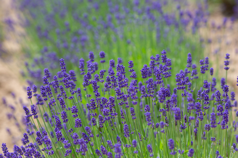 丘のうえを選んだ理由