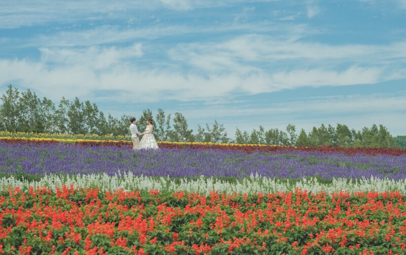 空とお花、地平の平行線