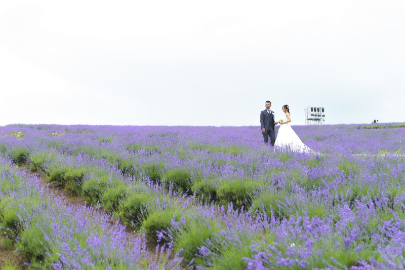 美瑛・富良野3か所プラン