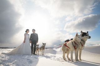 雪原の犬ぞり撮影