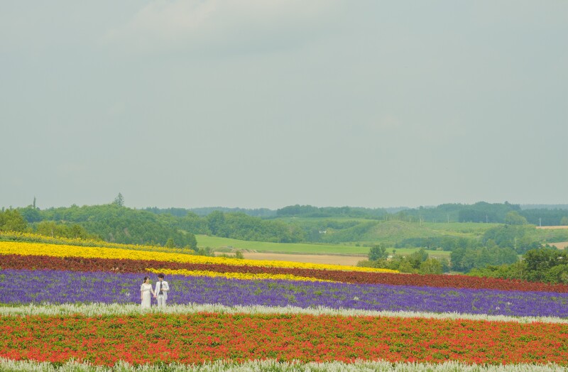 富良野フラワーランドかみふらのと富良野鳥沼公園マタニティウェデイングフォト