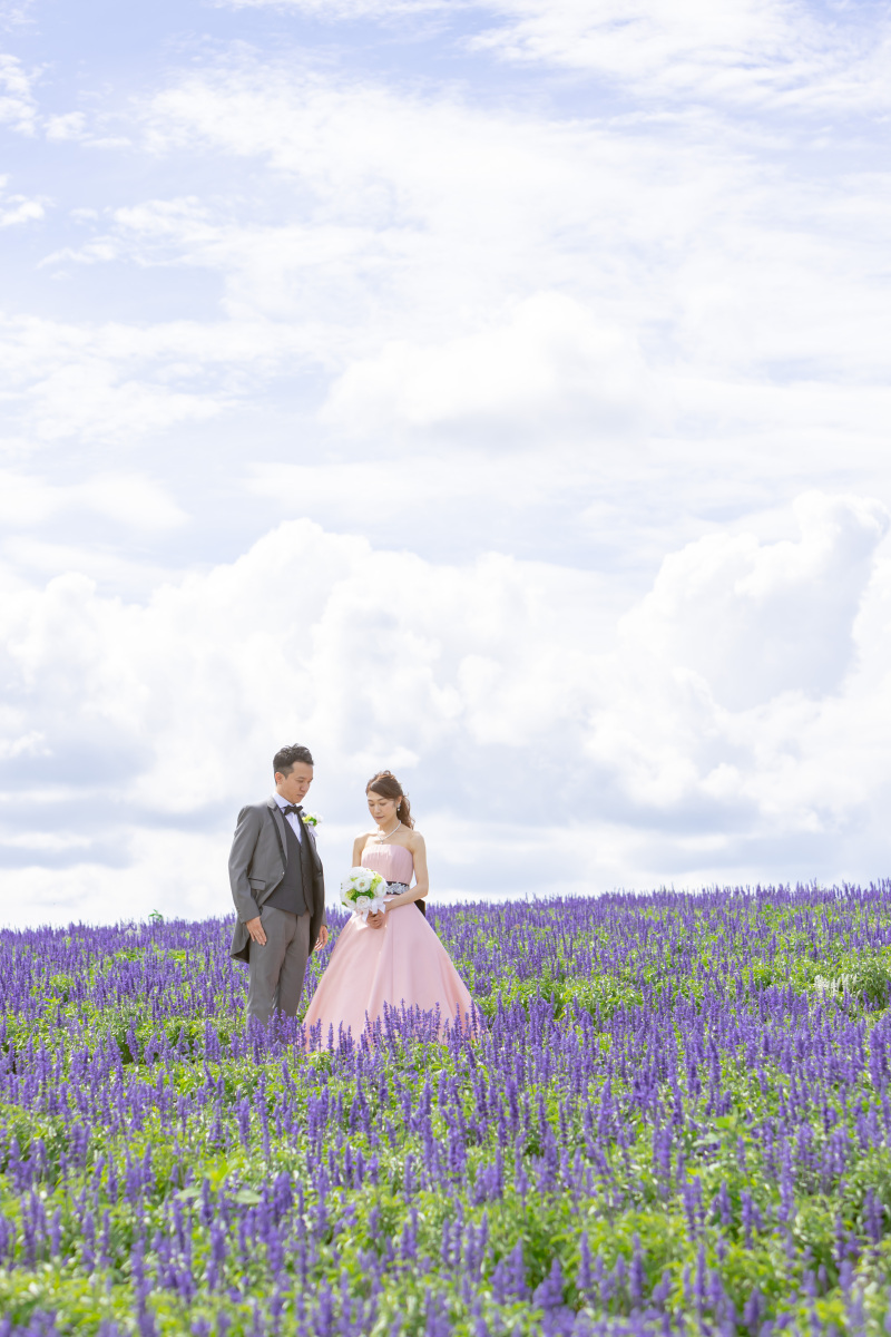 サルビアの花畑