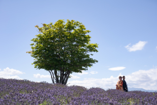 富良野ラベンダーで和装、四季彩の丘ファームズ千代田羊とフォトウェディング