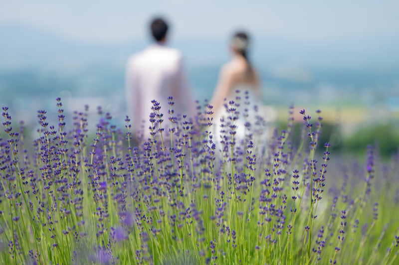 美瑛・富良野３か所プラン
