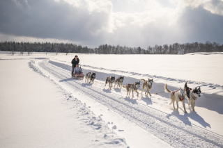 丘のうえ（Hills Studio）_白銀の真ん中で犬ぞり丘のうえフォトウェデイング