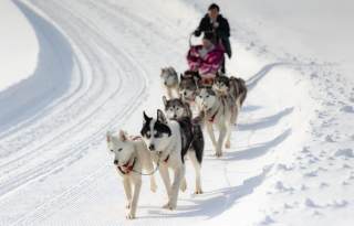 丘のうえ（Hills Studio）_白銀の真ん中で犬ぞり丘のうえフォトウェデイング