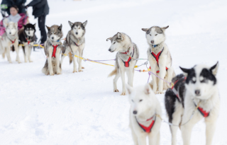 丘のうえ（Hills Studio）_白銀の真ん中で犬ぞり丘のうえフォトウェデイング