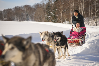 丘のうえ（Hills Studio）_白銀の真ん中で犬ぞり丘のうえフォトウェデイング