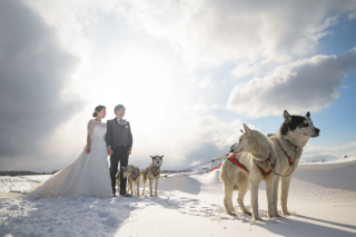 丘のうえ（Hills Studio）_白銀の真ん中で犬ぞり丘のうえフォトウェデイング